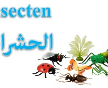 أسماء الحشرات باللغة الهولندية De insecten