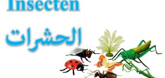 أسماء الحشرات باللغة الهولندية De insecten